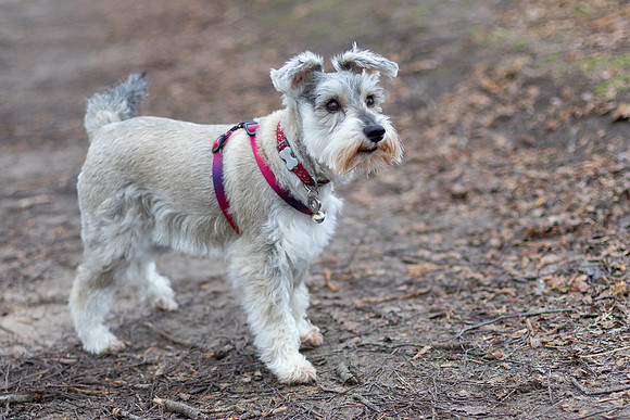 Ampthill Park 24-0745