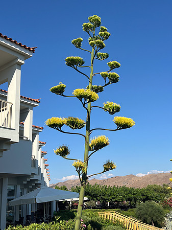 Lesvos 2024-6509